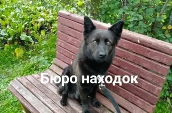 Пропала собака на острове Бревенник (Архангельск)