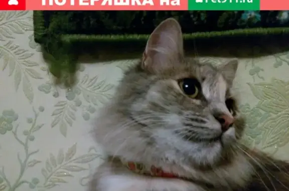 Пропала кошка на ул. Химиков, д. 10 в Серпухове