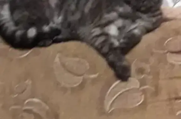 Пропала вислоухая кошка в Котельниково, Волгоградская область