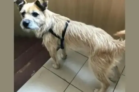Найдена собака на 14-й линии, Ростов-на-Дону