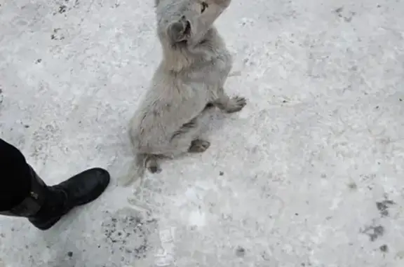 Найден щенок возле магазина 1000 мелочей в Кызыле