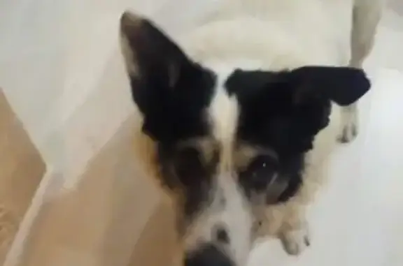 Найдена собака у дома в Нижнем Дуброве 13 без хвоста.