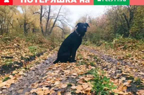 Пропала собака в СНТ Облепиха, Новосибирск