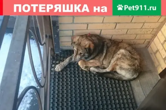 Найден пёс в Знамя Октября, Подольский район, МО