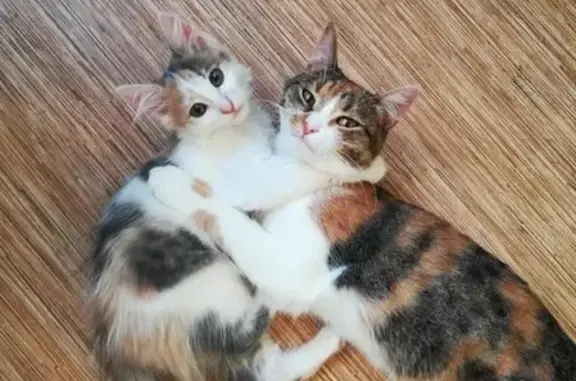 Кошки потеряшки, поселок городского типа Панковка, фото: Потеряшка кошка Ника в Панковке, ул. Заводская 89.