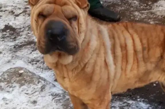 Собака найдена в Саратове, Россия.