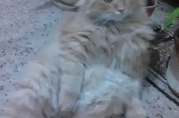 Пропал кот Семен в Джемете, Морская 15.