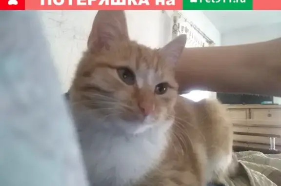 Пропала кошка Шурка в Троицке, Челябинская область