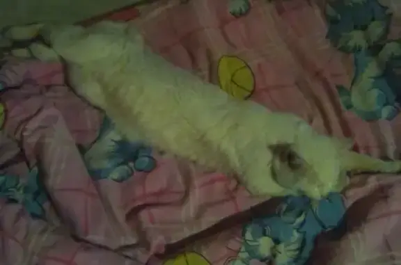 Пропала белая собака на остановке Пичурино, Московская область