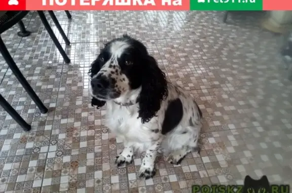 Найдена собака в Домодедово на Поле чудес