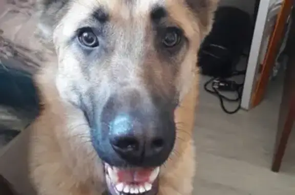 Собака найдена возле Телецентра в Южно-Сахалинске