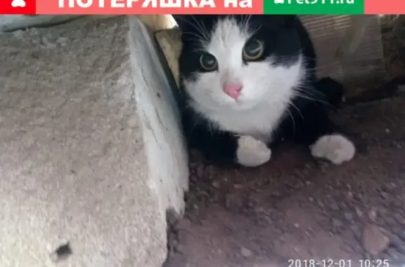 Найдена кошка в СНТ Зелёная Зона, Москва