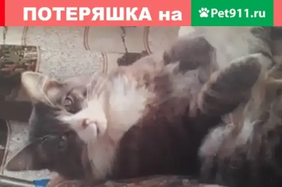 Пропала кошка во Владивостоке