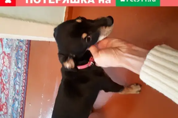 Найдена собака в ТЦ Я, Кузнецкий проспект