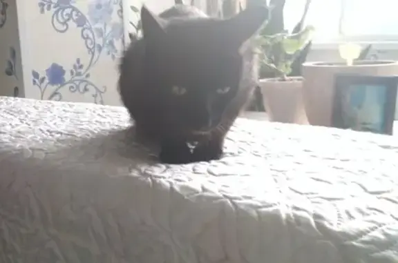 Найдена черная кошка возле ж/д Больница в Уфе