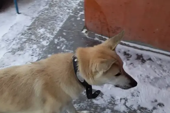 Найдена собака возле дома на улице Герцена, Новосибирск