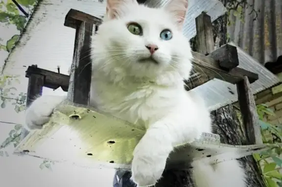 Кошки потеряшки, Парфенки Большие, фото: Потеряшка белая кошка Умка в Больших Парфенках
