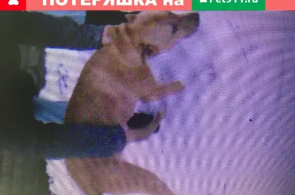 Пропала собака в Токарево, Московская обл.