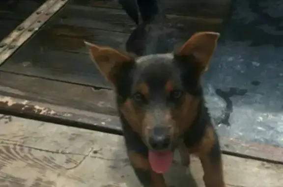 Пропала собака Бакс в Сысерти, Свердловская обл.