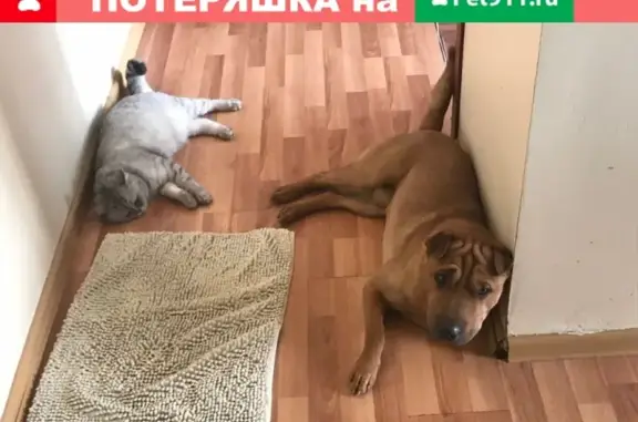 Пропала рыжая собака в Щёлково