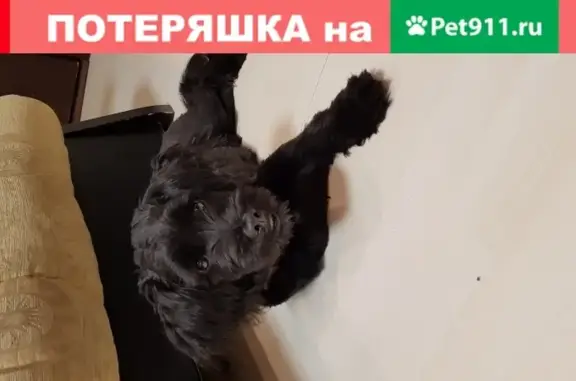 Найдена собака на ул. Кузьминская, дом N7, Котельники.
