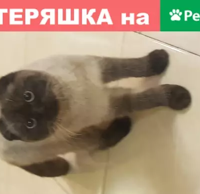 Найден кот с черным ошейником на трассе в Ставрополе