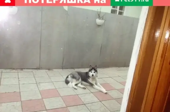 Пропала собака на Острогожской улице в Воронеже