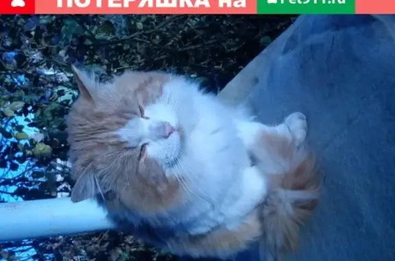 Кошка Сибирский котик найдена на дачах в Еманче, Воронежская область.