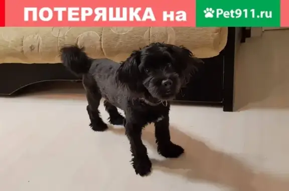 Найдена собака на ул. Кузьминская, 7, г. Котельники
