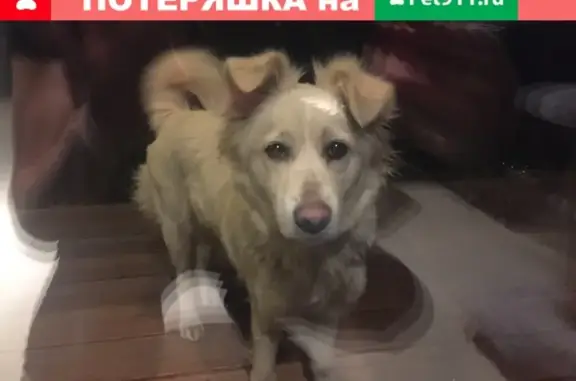 Найдена белая собака в коттеджном поселке Новые Ольшаники