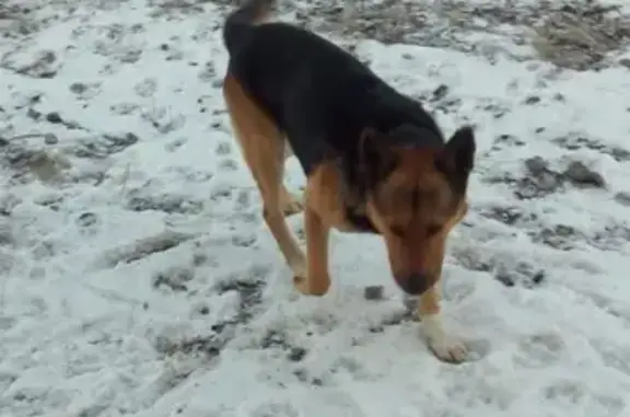 Найдена собака в районе СНТ Ольховка г. Жуковский