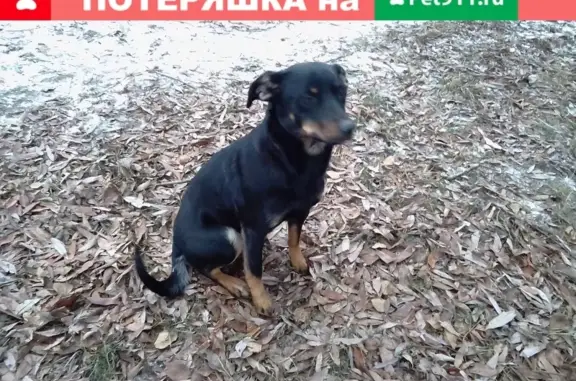 Найдена добрая собака у станции Силикатная, г. Подольск
