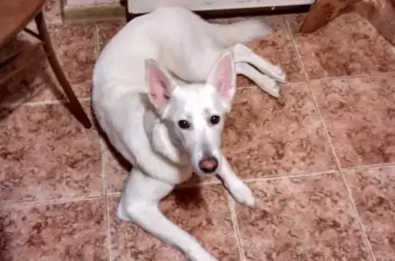 Пропала собака Эльза в районе Раменки, Москва
