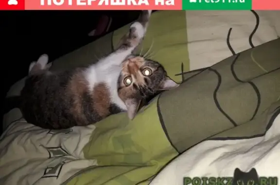 Пропала кошка Нюша в Ялте, ул. Кирова 134