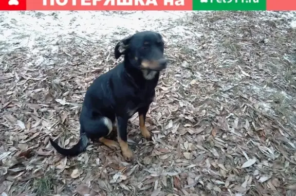 Найдена добрая собака на Тепличной ул. в Подольске