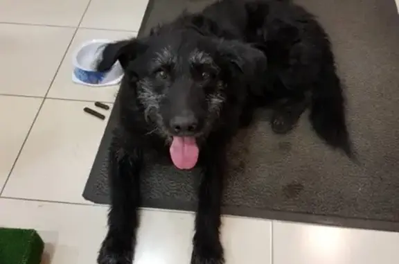 Найдена собака на КАД в районе Янино, нужна помощь