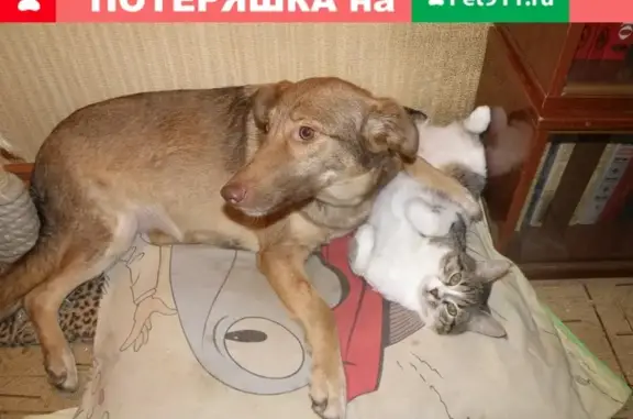 Пропала собака Авва в Харькове, ошейник оранжевый.