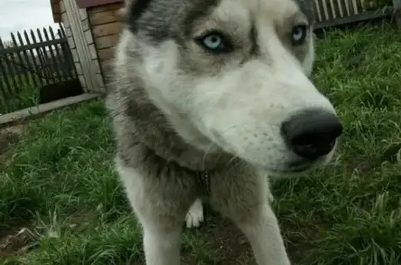 Пропала собака Джек в Ленинск-Кузнецком