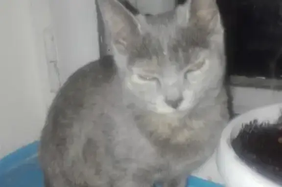 Потерянная породистая кошка в Обухово, адрес: ул. Яковлева 52