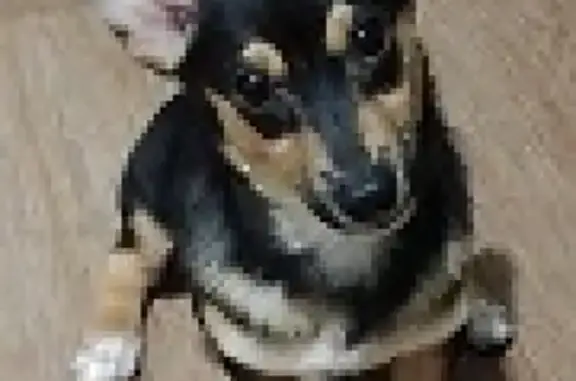 Пропала собака Лиска в микровайоне Клестовка, Соликамск