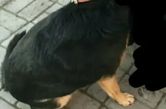 Пропала собака в Сормовском районе