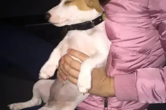 Найдена собака в Геленджике