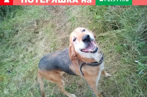Пропала собака в деревне Абанино