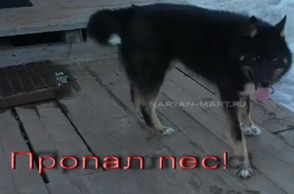 Пропал пёс в Нарьян-Маре, помогите найти!