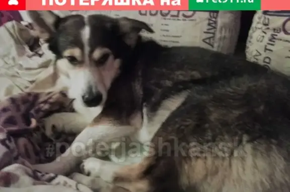 Пропала собака Бим на Вертковской, Ленинский район