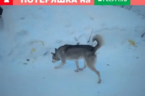 Найдена дружелюбная собака на Телеценте, Томск