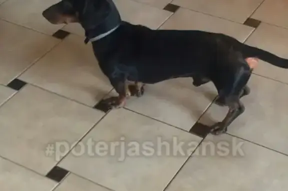 Найдена собака ВНИМАНИЕ ЗАПАДНЫЙ, адрес: Ленинский, Новосибирск.