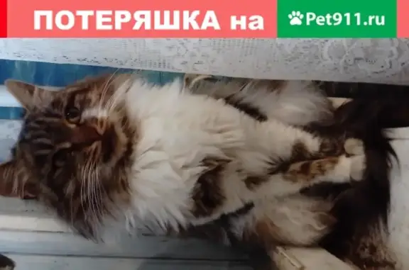 Найдена кошка в Рязани, адрес - Касимовское шоссе, 38
