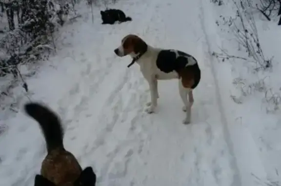 Найдена собака в Тюмени, район Антипино!