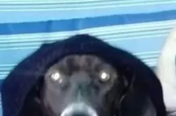 Пропала собака Эля в Протвино, Московская область